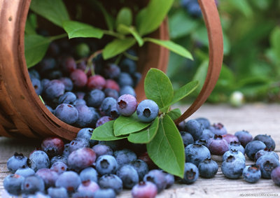 藍(lán)莓飲料那里有生產(chǎn)的